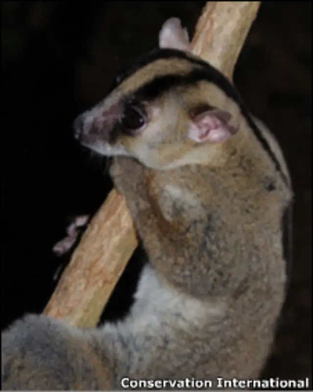 © Conservation International / photo by Russell A. Mittermeier