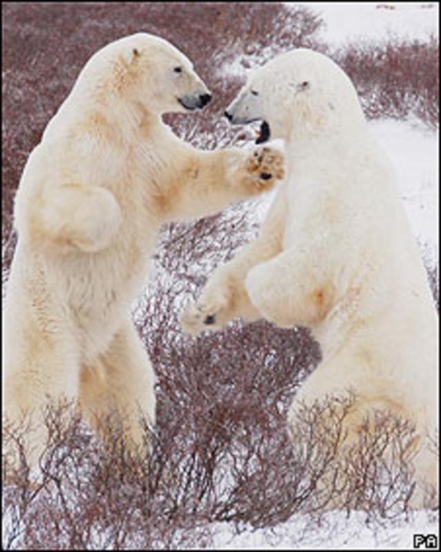 Aún quedan esperanzas de salvar a los osos polares - BBC News Mundo