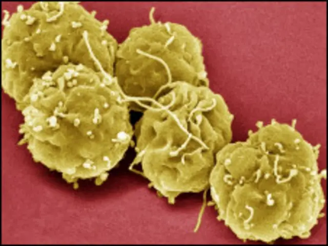 स्टेम सेल