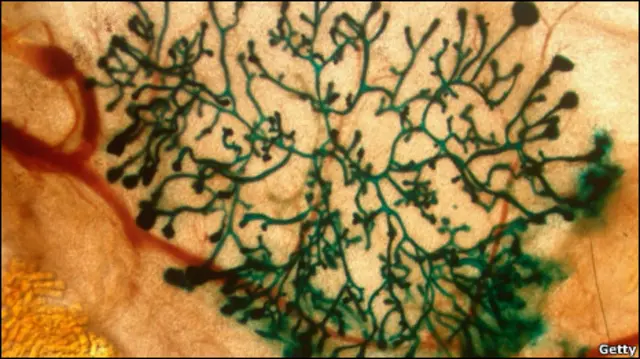 स्टेम सेल