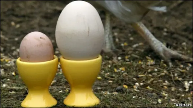 ब्रिटेन के वैज्ञानिकों का कहना है कि अंडे और मुर्गी में से पहले मुर्गी आई.