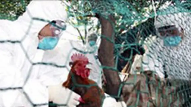 Flu burung yang kebal vaksin kemungkinan menyebar di Asia