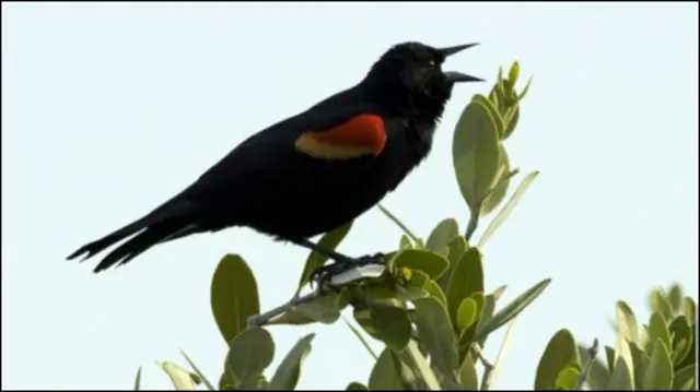 घरों की छतों, सड़कों और गलियारों में हर तरफ ब्लैक बर्ड पक्षियों के शव बिखरे पड़े थे.