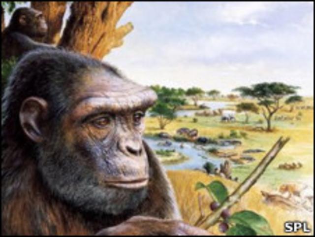 esqueleto de sahelanthropus tchadensis