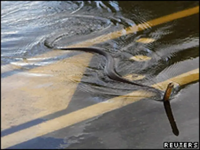 Cobra cruza estrada tomada por enchente nos arredores de Rockhampton, Australia (Reuters)