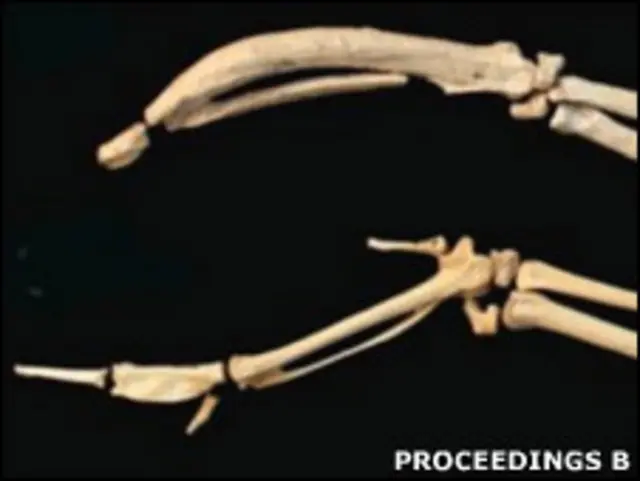 "Дубинки" на крыльях