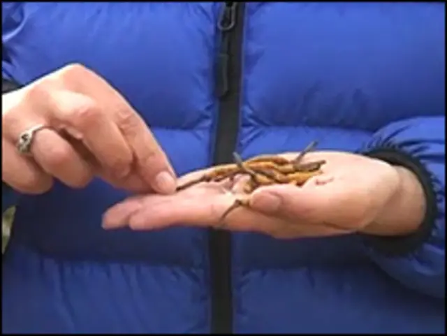 يارساجومبا