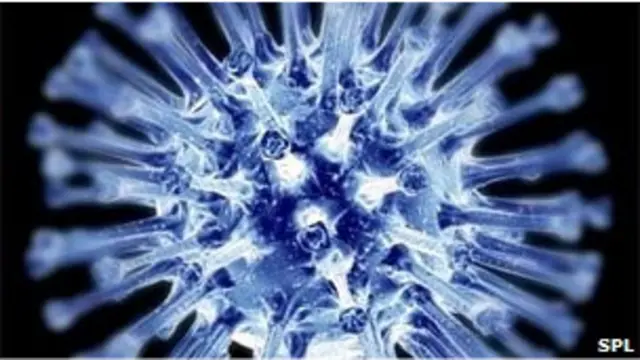 Domuz gribi virüsü