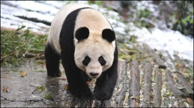 Tian Tian lahir tahun 2003 di Cina