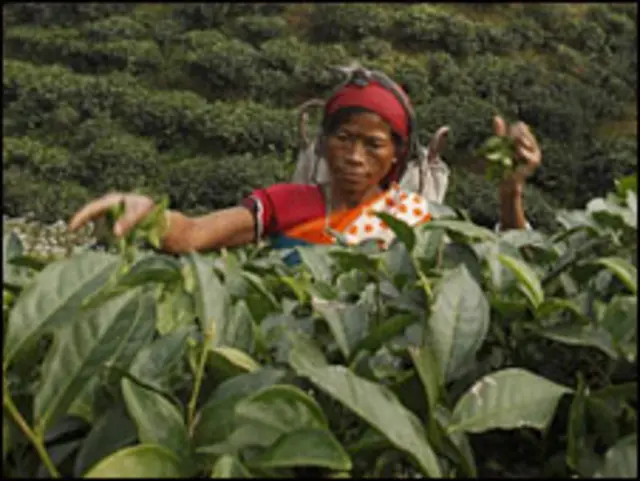 चाय बागान