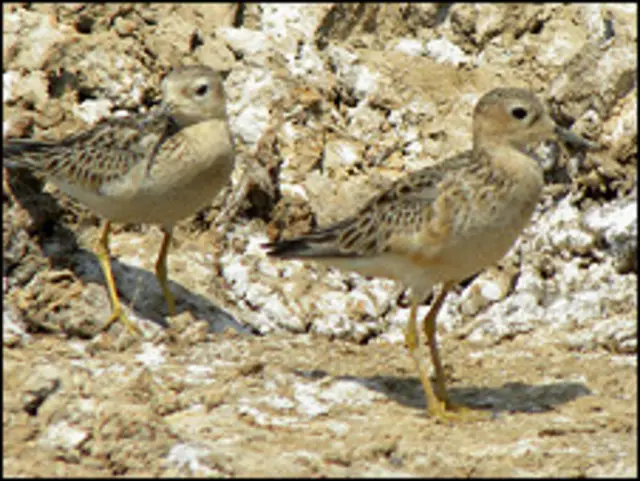 Playerito Canela, Chralo cabezón