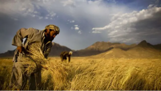 د افغانستان لويه برخه وګړي په کرنه بوخت دي