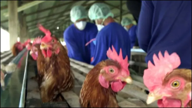 मारी जा रही मुर्गियाँ