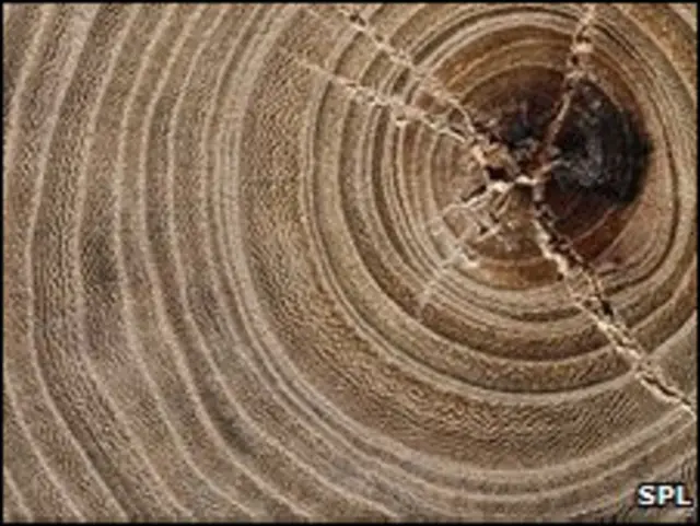 Годичные кольца