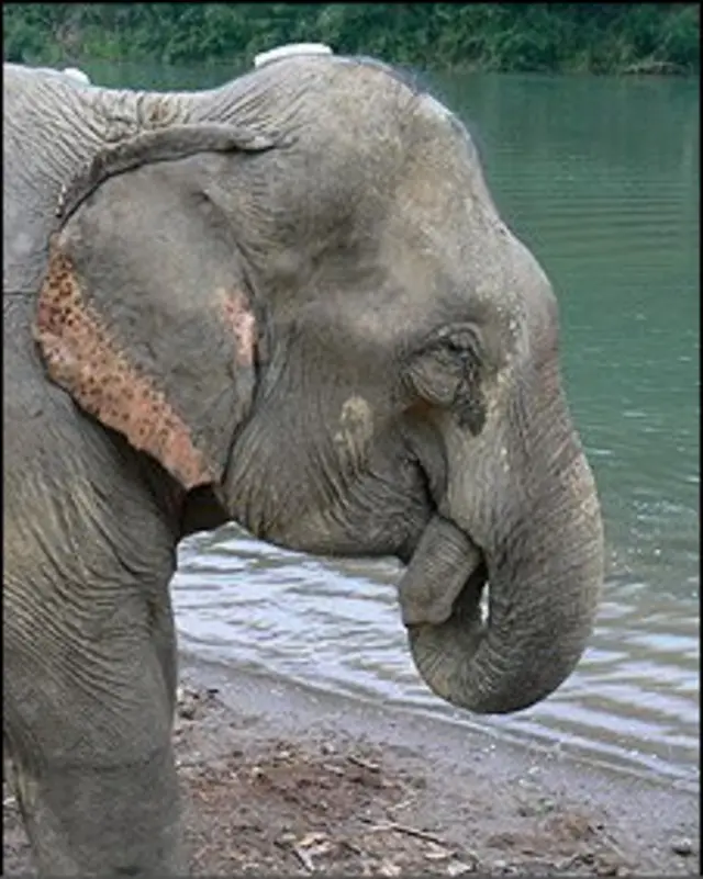 Mae Bounnam, 48 tuổi