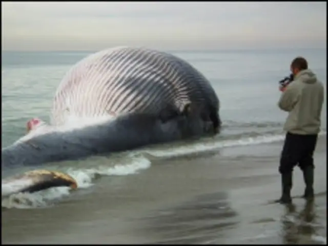 व्हेल का शिकार