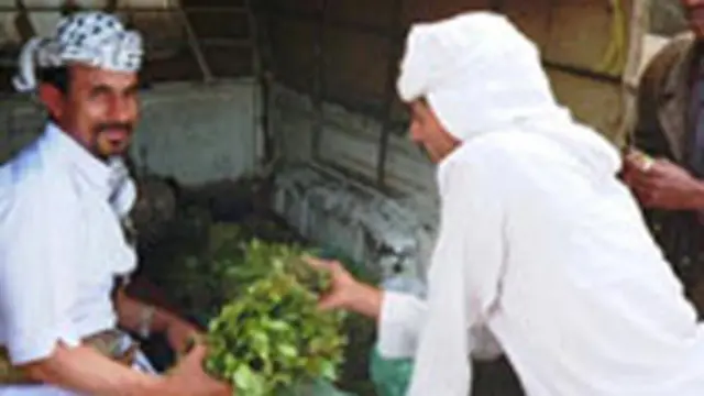 ساعد القات على تنمية الريف وزيادة الثروة الداخلية على حساب المزروعات التي اشتهر بها اليمن مثل البن