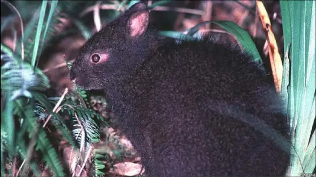 Conejo de la especie Pentalagus furnessi