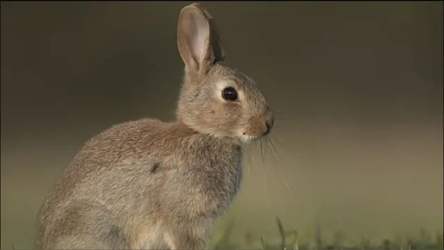 Conejo de la especie Oryctolagus cuniculus