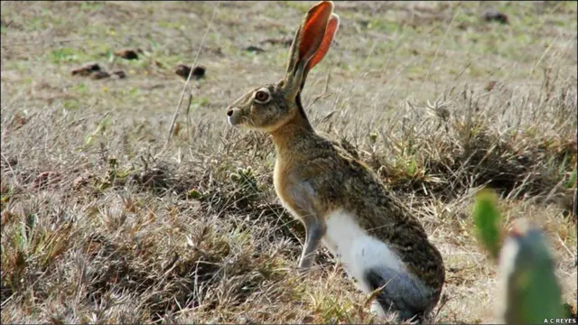 Conejo de la especie Lepus flavigularis