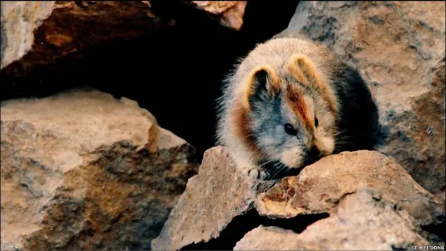Conejo de la especie iliensis Ochotona