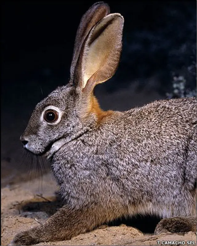 Conejo de la especie Bunolagus monticularis