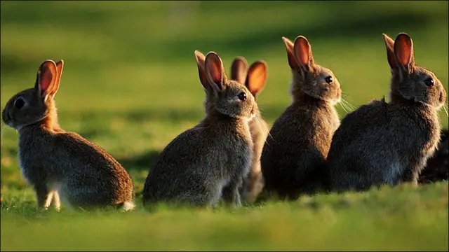 Grupo de conejos