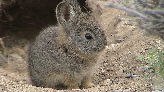 Conejo de la especie Idahoensis Brachylagus