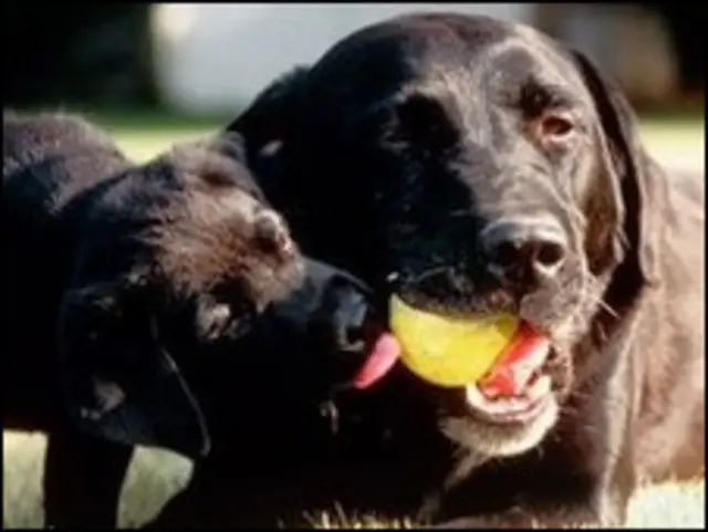 Labrador lebih dikenal sebagai pemandu tunanetra