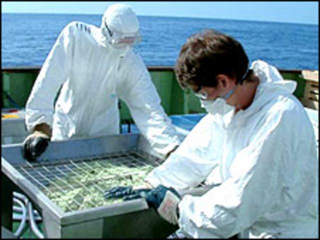 Experimento de fertilización de océanos. Foto gentileza de la Comisión Oceanográfica Internacional 