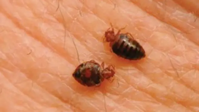 खटमल इंसान का ख़ून चूसकर जिंदा रहता है.