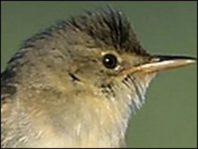 مارش واربلرز