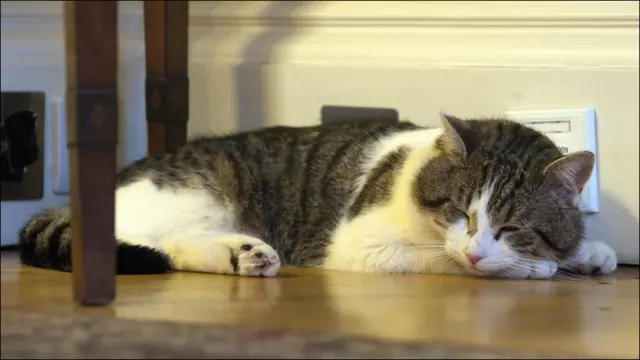 据首相府消息人士称，拉里“具有强烈的捕猎愿望”，最喜欢玩老鼠玩具，因此很称职。