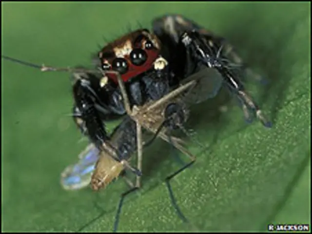 Picadura De Araña Saltadora