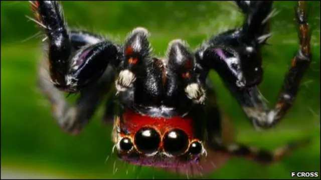 паук вида Evarcha culicivora