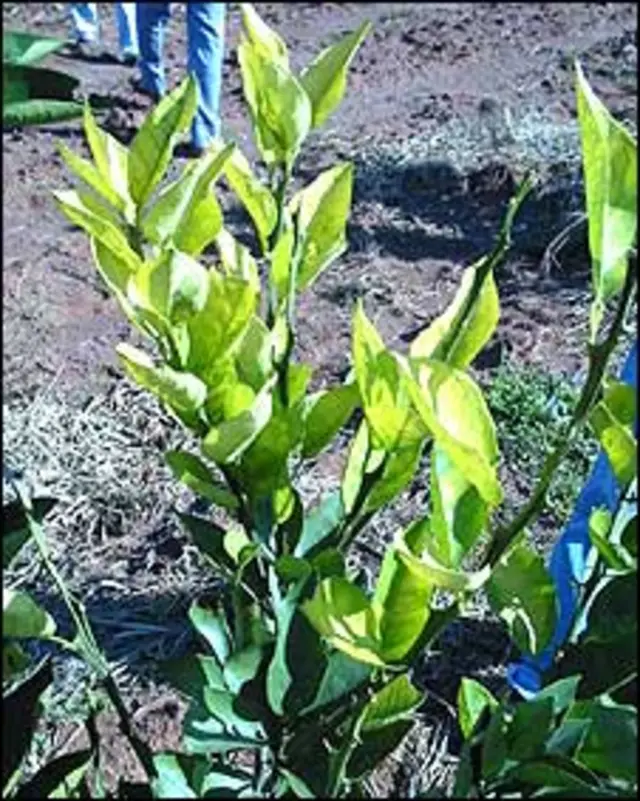 Planta de cítricos enferma Foto gentileza Marcos Machado