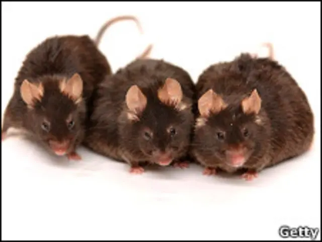 Tres ratones de laboratorio.