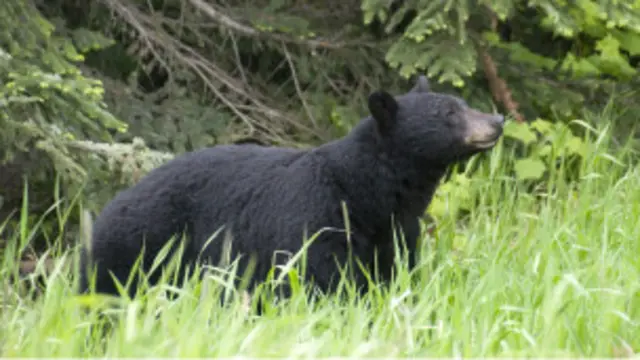 افغانستان میں تقریباً 150 قسم کے جنگلی جانوروں اور پرندوں کو معدوم ہونے والی نسلیں قرار دیا گیا ہے