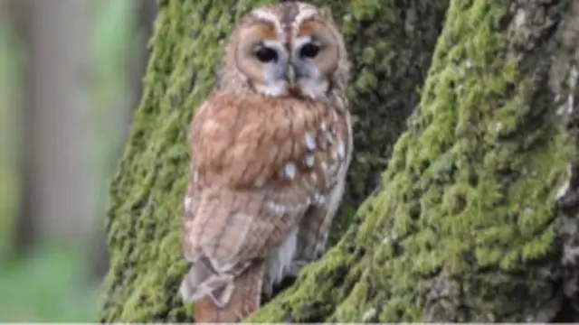 Kahverengi tüylü baykuş