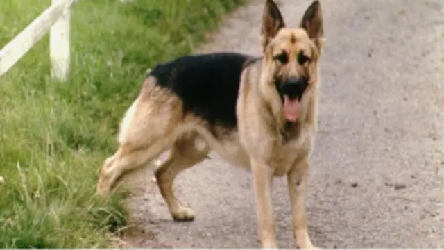 Shanghai terapkan kebijakan satu keluarga satu ekor anjing peliharaan.