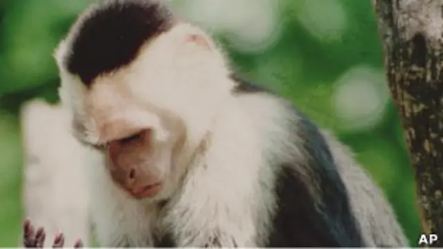 Обезьяна-капуцин