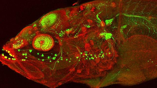Micrografía de un embrión pez