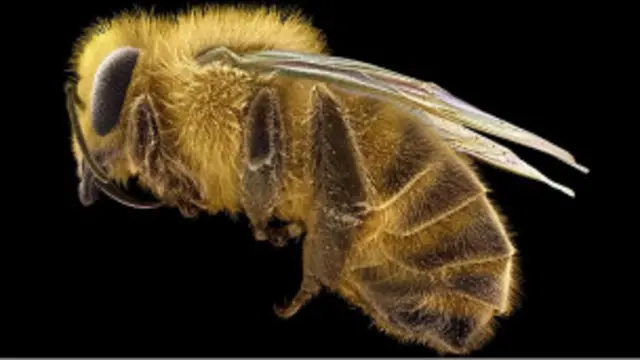 شہد کی مکھی