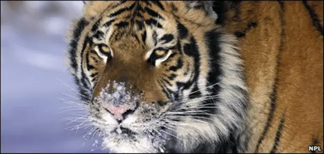 el tigre mas grande del mundo