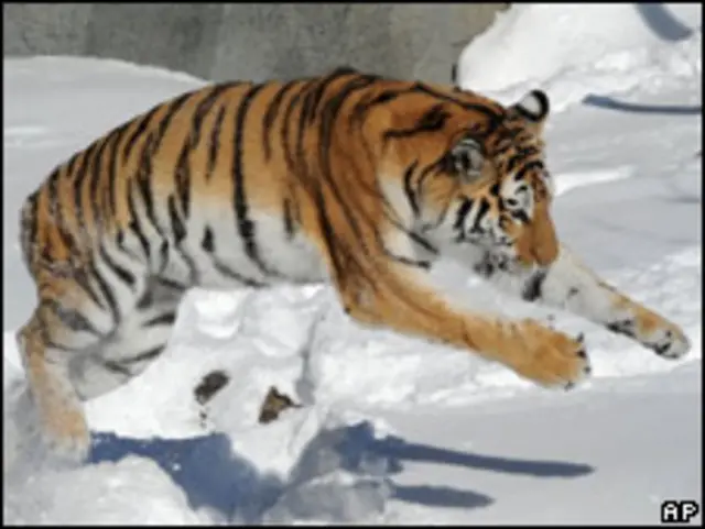 el tigre mas grande del mundo