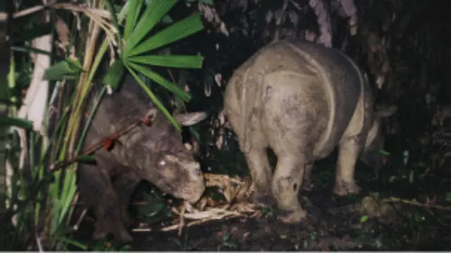Javan Rhino