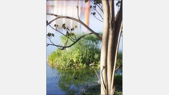 Foto de Reini Zambrano