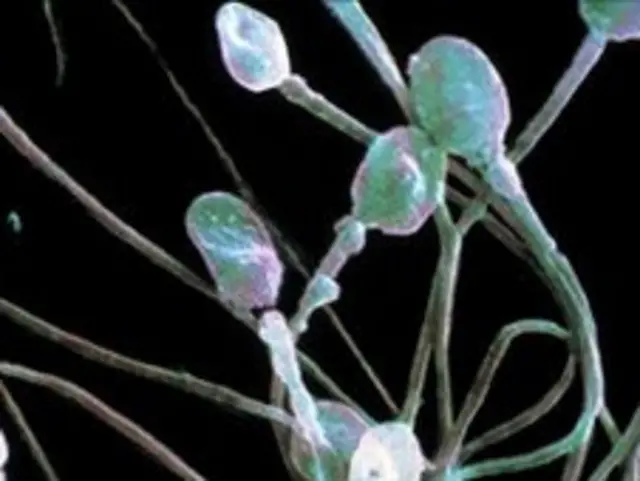 精子成长的时间可达一个月以上