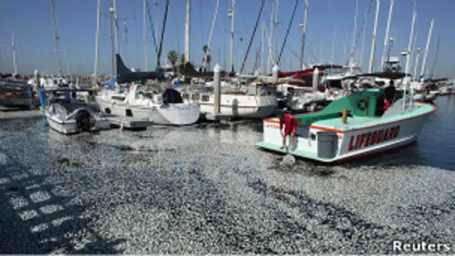 Массы дохлой рыбы у причала для яхт в Калифорнии