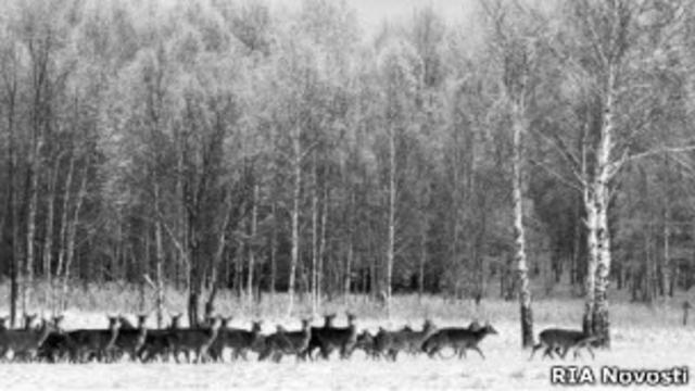 Олени в Завидовском государственном заповеднике (фото 1989 года)